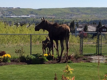 Kathy Dornian shared this photo with us of a moose and its two babies in her backyard in Scenic Acres.