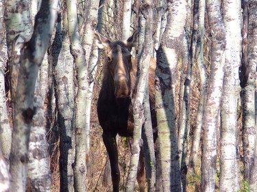 Janice Redlin sent us this photo. "Seen in Tuscany on April 26. This is a female moose who had a calf with
her, which I found out when talking to people later. I took off once I realized it was a female - suspected there could be a calf and I didn't want to disturb her and the calf."