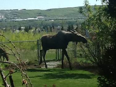 Kathy Dornian shared this photo with us of a moose and its two babies in her backyard in Scenic Acres.