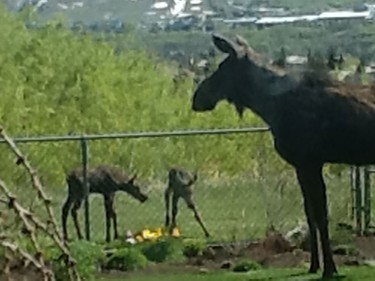 Kathy Dornian shared this photo with us of a moose and its two babies in her backyard in Scenic Acres.