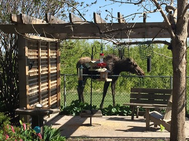 Kathy Dornian shared this photo with us of a moose in her backyard in Scenic Acres.