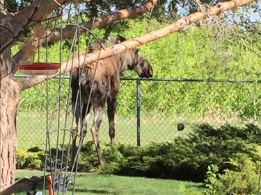 Kathy Dornian shared this photo with us of a moose in her backyard in Scenic Acres.