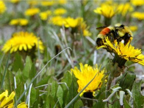 A bee pollinates dandelions in a Hawkwood field.