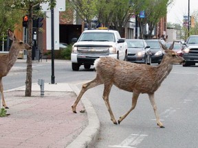 Deer run across a busy McRae Street in Okotoks on Thursday May 28, 2015. The town has an ongoing issue with deer within the town.