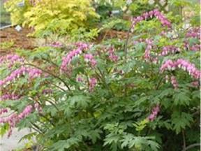 Old-fashioned Bleeding Heart.