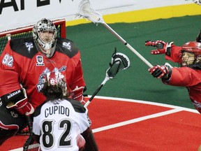 The Calgary Roughnecks' Mike Carnegie reaches to block a shot from  Colorado Mammoth Joey Cupido in front of Necks' goaltender Frankie Scigliano during National Lacrosse League action at the Scotiabank Saddledome on Saturday April 4, 2015.