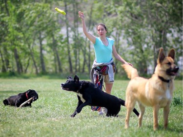 Megan Connolly, owner of Rain or Snow Dogwalking in Calgary. Photo Leah Hennel, Calgary Herald