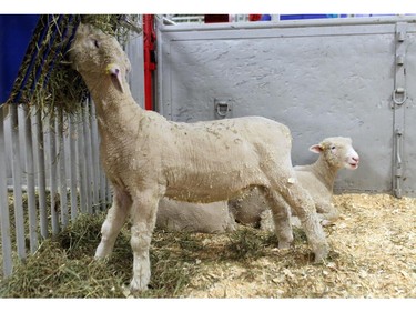 Sheep owned by Chantelle Legault have a snack while waiting with the Foothills 4-H Sheep and multi club at  4-H on Parade on May 29, 2015.