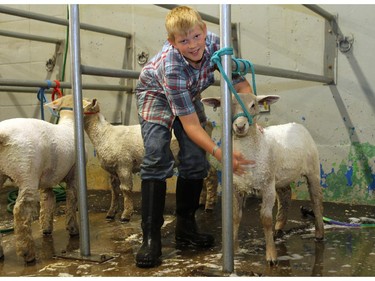 Levi Posein, 11, washes his sheep as he gets ready to show them at 4-H on Parade on May 29, 2015.