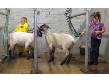 Trace Woolliams, 6, and Georgia Konschuk ,8, of Airdire Beef and Sheep 4-H wash up their animals for 4-H on Parade.