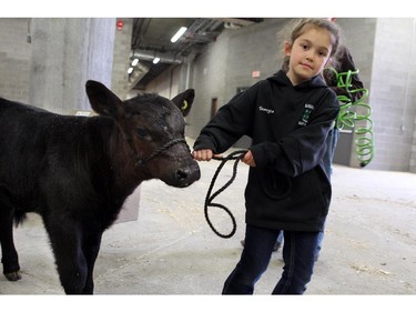 Georgia Konschuk, 7, helps to lead a calf called Rambo to the wash bays while taking part in 4-H on Parade on May 29, 2015.