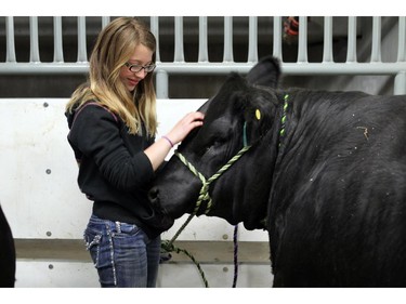 Loralee Klys, 13, a member of the West Carstairs 4-H Beef Club with her heifer Brittany at the 4-H on Parade competition on on May 29, 2015.