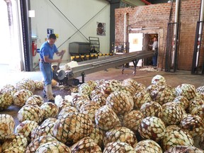 Workers load agave into brick ovens for roasting at the Pat.