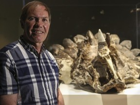 Peter Hews stands before the dinosaur skull he discovered and has his namesake, the Regaliceratops peterhewsi.