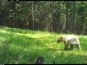 A white-phase black bear was captured on a trail cam at the Klingbeil family's cabin northwest of Calgary.