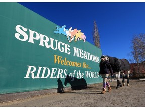 A horse is lead towards the stables at Spruce Meadows. The renowned equestrian facility is celebrating its' 40th anniversary this year.