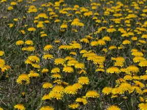 The proliferation of dandelions on Calgary green spaces has some city councillors concerned.