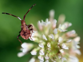 A bug sits on clover, which reader says is very effective in reducing the number of dandelions.