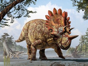 An artistic reconstruction of the new horned dinosaur Regaliceratops peterhewsi of the Late Cretaceous of Alberta.
