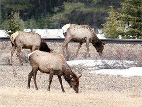 Elk in Banff National Park  in 2011.