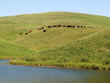 Cattle graze in the hills on the Bar-N Ghost Pine Ranch in Southern Alberta, the 15,000 acre pristine ranch is listed for sale for $42.5 million US.