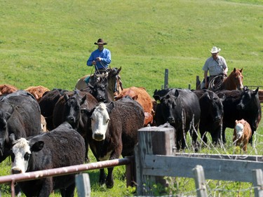 Cowboys move cattle to summer pasture on the Bar-N Ghost Pine Ranch in Southern Alberta. The 15,000 acre pristine ranch is listed for sale for $42.5 million U.S.