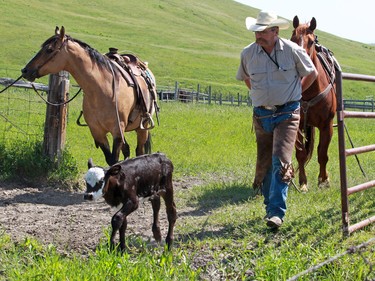 Cowboys move cattle to summer pasture on the Bar-N Ghost Pine Ranch in Southern Alberta. The 15,000 acre pristine ranch is listed for sale for $42.5 million U.S.