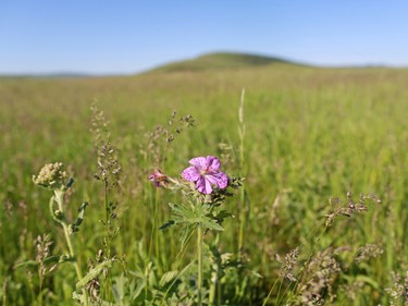 Grazing pasture on the Bar-N Ghost Pine Ranch in Southern Alberta, the 15,000 acre pristine ranch is listed for sale for $42.5 million US.