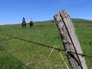 Cowboys move cattle to a summer pasture area on the Bar-N Ghost Pine Ranch in Southern Alberta. The 15,000 acre pristine ranch is listed for sale for $42.5 million U.S.