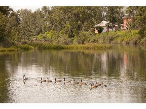 Birds at the Inglewood Bird Sanctuary. The sanctuary is reopening this week after undergoing repair for serious flood damage.