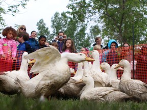 Young students look on to a raft of domestic ducks which were waiting to be released at the Mountainview Cemetery east of Calgary on June 18, 2015.