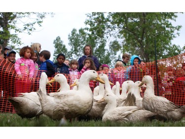 Young students look on to a raft of domestic ducks which were waiting to be released at the Mountainview Cemetery east of Calgary on June 18, 2015. For the past 20 years, school aged children around Calgary have the ducks to live in the ponds at the cemetery. This year 54 ducks were raised by 11 schools and were released into the ponds during the duck release day.