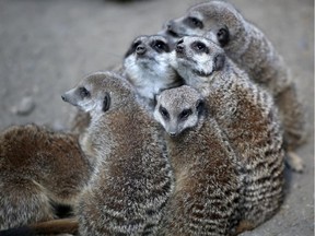 A family of meerkats at the Calgary Zoo.
