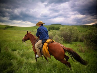 Will Redwood rides to the next branding pen during the annual branding at the Bar S Ranch near Nanton, Alberta. Every year in June the Williams Coulee Valley echoes with the sound of cattle.