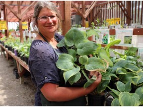 Katrina Diebel, owner of Vale's Greenhouse,holds up a bunch of hostas, one of her picks for a shade garden.