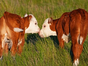 Cattle ranches in Alberta are home to nearly five million cows, with 75 per cent of Canadian cattle coming to the province to be processed.