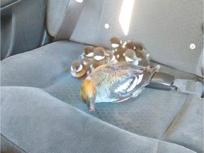 Checker Yellow Cab driver Urga Adunga saved a stranded mother duck and her nine ducklings. The ducks were released in the Bow River.