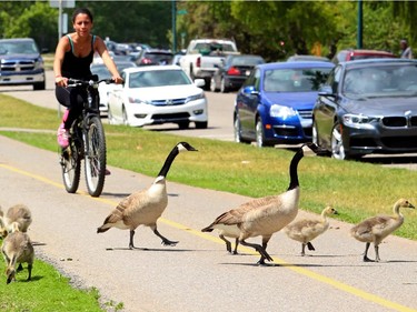 Canada Geese and their goslings hold up cyclists along the Bow River as they enjoy the beautiful lunch hour in Calgary, on June 10, 2015.