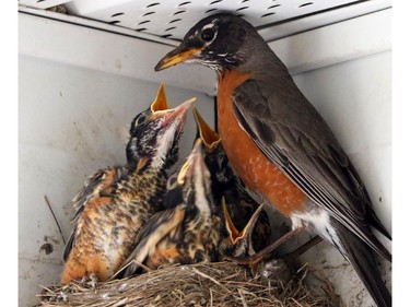 Calgarians are experiencing heightened singing in communities as adolescent robins prepare to leave their nest and discover their wings and voices, in Calgary, on June 16, 2015.