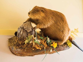 This taxidermied beaver is tacked to the wall in the upper hall where beaver scouts (aged 5 - 7) meet. Its cotton counterpart—a small, scruffy animal called Big Brown Beaver—is the troop’s true mascot.