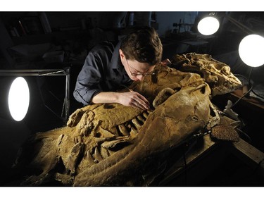 EDMONTON, ALTA: APRIL 3, 2013 -- University of Alberta grad student Scott Persons working on a Daspletosaurus dinosaur fossil skull found in Alberta, that is a relative of the swimming dinosaur and T-Rex at the Biological Sciences building in Edmonton, April 3, 2013. He was on a research project "swimming theropod" in China and documented a swimming dinosaur.
