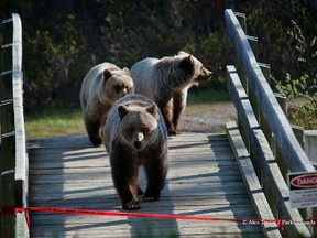 Bear 72 and her cubs near Lake Louise in July 2012. Officials in the mountain parks are trying to keep bears and other wildlife from getting too friendly with humans.