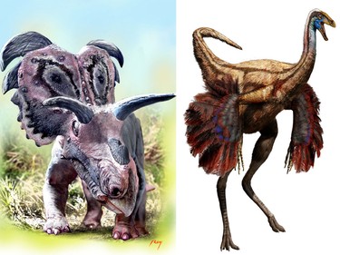 The horned dinosaur on the left was discovered by two Canadian scientists. The seven-metre-long, spectacularly adorned predecessor of the famed Triceratops is believed to have grazed on vegetation near the present-day Montana-Alberta border about 80 million years. 
On the right is an artistic reconstruction of adult ornithomimid dinosaur with wing-like forearms. University of Calgary researchers were studying the first ornithomimid specimens preserved with feathers, recovered from 75 million-year-old rocks in the badlands in 2012.