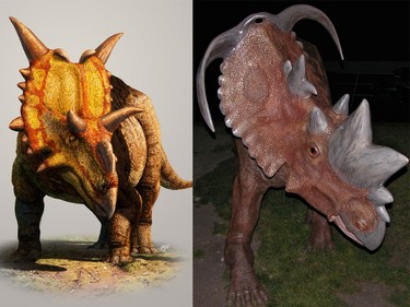 On the left a model of a Xenoceratops dinosaur is shown in a handout photo. A fossilized reptilian horn that sat in an Ottawa museum for decades has led to the discovery of a new dinosaur species the size of a rhinoceros that roamed Alberta 80 million years ago.
On the right is the Pachyrhinosaur lakustai, named after Grande Prairie science teacher Al Lakusta who originally found their bones in 1970.