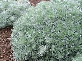 Artemisia Silver Mound