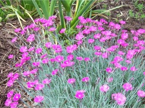 Fire Witch Dianthus
