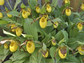Calgary-hardy native yellow orchids (Cypripedium parviflorum ) have thrived and bloomed for forty years in Miss Johnson's garden with the addition of specially collected soil and rain water. These native orchids used to grow widely on the prairies but it is now illegal to dig up these rare plants in the wild.