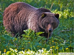 Grizzly bear No. 138 spends a lot of time at the Lake Louise ski hill.