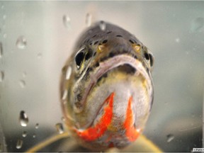 A Westslope Cutthroat Trout.