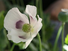 An opium poppy being grown at the University of Calgary for a research project is pictured in this 2010 file photo.